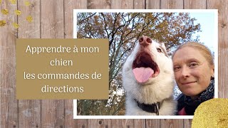 Apprendre à mon chien les commandes de directions [upl. by Feledy]