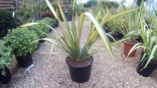 Phormium Apricot Queen at Big Plant Nursery in West Sussex UK [upl. by Cimah]