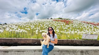 Baybay Leyte  St Anthony Shrine  Lintaon 16000 Blossoms [upl. by Neyr553]