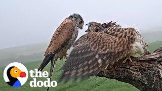 Single Kestrel Parent Raises Six Chicks  The Dodo [upl. by Adnolaj213]