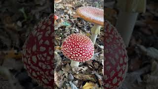 Красень мухомор червоний  Amanita muscaria   отруйний та лікувальний ліс гриби nature [upl. by Llerroj]