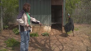 Why Cassowaries Are the Most Dangerous Bird on the Planet [upl. by Lotsyrk]