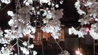 京都 祇園白川の夜桜 Cherry Blossoms in Kyoto wmv [upl. by Leirol557]