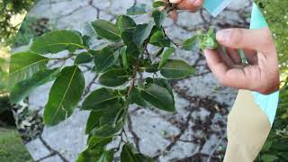 Common persimmon Diospyros virginiana  Plant Identification [upl. by Nawk]