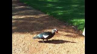 Pato que mueve la cola  Wagging tail duck [upl. by Irem912]