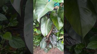 Old philodendron plant  jishnuuthaman garden keralagarden gardening [upl. by Burgwell]