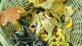 Girolles et trompettes 🎺sortie du 16 septembre [upl. by Leonerd906]