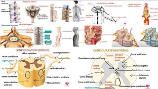 Episode 7la physiologie de la La moelle épinière [upl. by Hailat286]