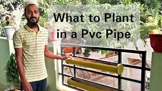 What to grow in a Pvc Pipe Creative Gardening [upl. by Repmek127]