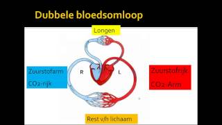 2 bloedsomloop [upl. by Orly]