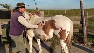 Cómo ensillar un caballo al estilo criollo en Uruguay EQUINOSUY [upl. by Atarman]