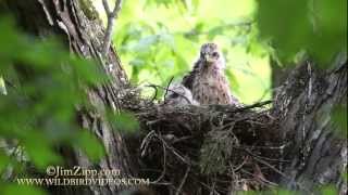 Redshouldered Hawk Nest [upl. by Yemirej]