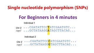 Single nucleotide polymorphism  SNPs  SNPs for beginners [upl. by Matland]