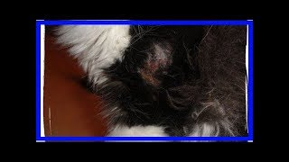 How to get rid of hot spots on cats [upl. by Ellehcram296]