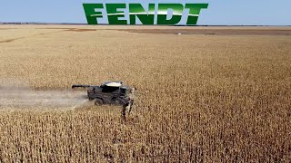 Fendt Ideal 10T  Geringhoff 24Row [upl. by Gulick709]