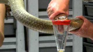 King Cobra Venom Extraction [upl. by Asital]