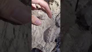 Mariella heteromorph ammonite fossil in North Texas [upl. by Ardnohs]