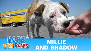 Dog rescue Millie and Shadow  please subscribe By Eldad Hagar senior [upl. by Akkeber]