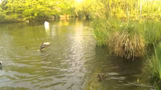 Mother duck protects her baby ducklings [upl. by Gilda]