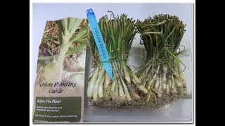 How to plant onions Time to plant Zone 7 Georgia [upl. by Opaline]