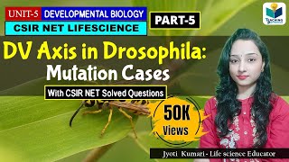 DORSAL VENTRAL AXIS FORMATION IN DROSOPHILAPART5 MUTATION CASES CSIR NET DEV BIO [upl. by Egbert]