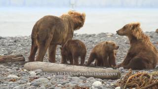 Alaskas Great Kodiak Bears  Ayakulik Adventures [upl. by Ennazzus]