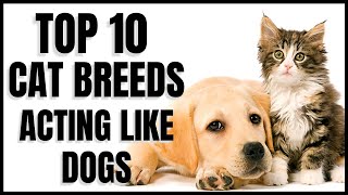 Cats 101  Top 10 Cat Breeds that Act like Dogs [upl. by Shelah967]