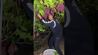 Maximizing Grape Harvest Yields Strategies for High Productivity” [upl. by Lytsirk]