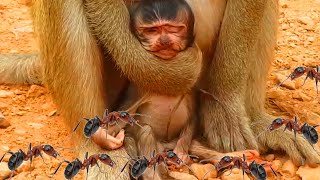 OMG What Happened baby Monkey Nice Nice Clip Video Monkey l Cute Monkey [upl. by Einaffyt]