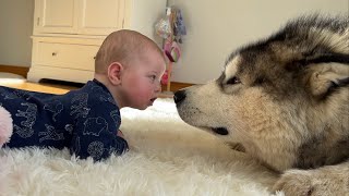 This Is Adorable Husky Teaches Baby To Roll Over Cutest Ever [upl. by Shelman]