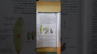 Zygote to embryo education neet biology cbse icse [upl. by Prendergast]