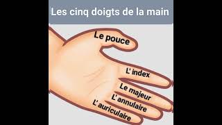 Vocabulaire français en images  Les noms des doigts de la main [upl. by Had]