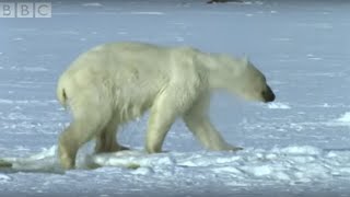 Polar Bear Hunts Beluga Whales  Blue Planet  BBC [upl. by Sadella860]