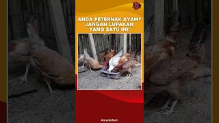 Anda Peternak Ayam Jangan Lupakan yang Satu Ini [upl. by Imar]