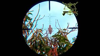 Dove Hunting With Airgun  Airgun Hunting hunting [upl. by Niryt78]