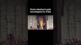 Giant Elephant gets worshipped in India 🤯 [upl. by Nerot]