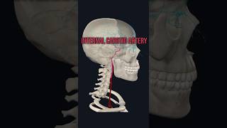 Internal Carotid Artery medshorts mbbsanatomy humananatomy humanbody medicom [upl. by Ely]