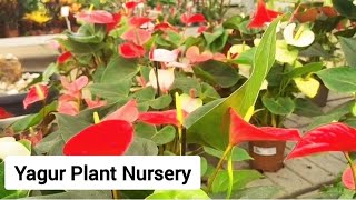 Yagur Plant Nursery [upl. by Naillig]