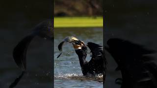 Cormorant Catching A Big Fish youtubeshorts [upl. by Paddy9]