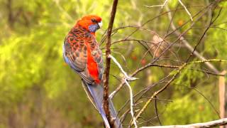 Crimson Rosella Platycercus elegans  Pennantsittich 3 [upl. by Zilada]