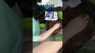 Hydrafiber vs Peat Moss sustainablegarden hydrafiber soillessfarming nobeesnofarmsnofood [upl. by Merill]