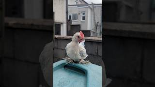 Karzełek łapciaty lawendowy hodowla hobby kurczaki drób kury chicken bantamchickens [upl. by Cressi]