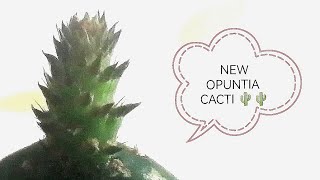 Opuntia Cactus Cuttings Become New Plants [upl. by Asilem]