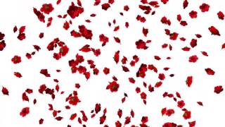 Falling Flowers AnimationRoses White Screen Background [upl. by Bozovich]