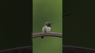 wildlife birds nature animals hummingbird [upl. by Darbee]