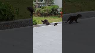 Active Family of Otters Running away shortvideo lutrinae species eastcoastpark mustelidae [upl. by Ahteres774]