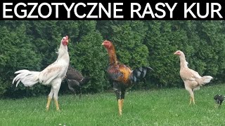 Wizyta u hodowcy egzotycznych ras kur  Indio Gigante Parrot Aseel Ga Dong Tao [upl. by Christabella736]