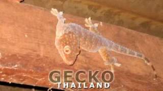 Gecko Gekko Tokeh [upl. by Aittam]