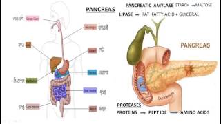 Human Digestive System in Bengali [upl. by Oiluj]