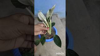 How to propagate Philodendron Birkin plants indoorplants gardening [upl. by Carlton868]